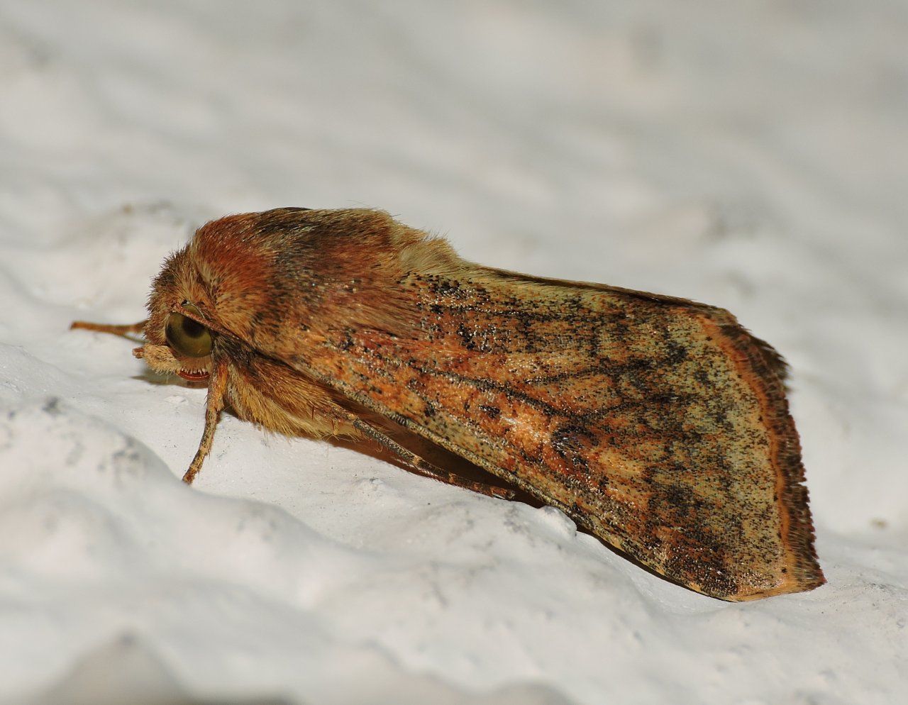 Richiesta Id - Helicoverpa armigera